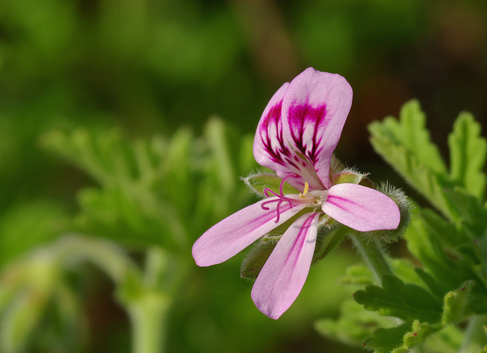 Pelargonium Graveolens