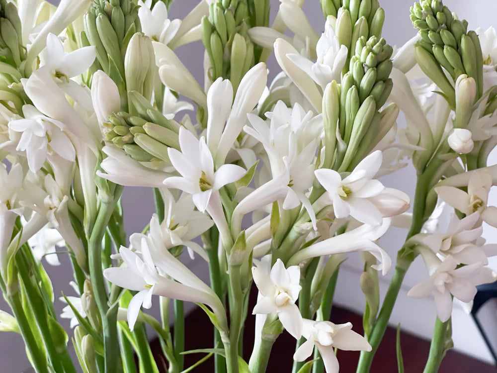 Tuberose in Bloom